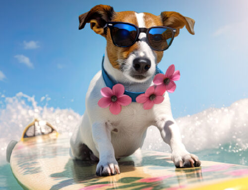 Summer Pet Care: Keeping Your Furry Friends Safe and Cool this Season