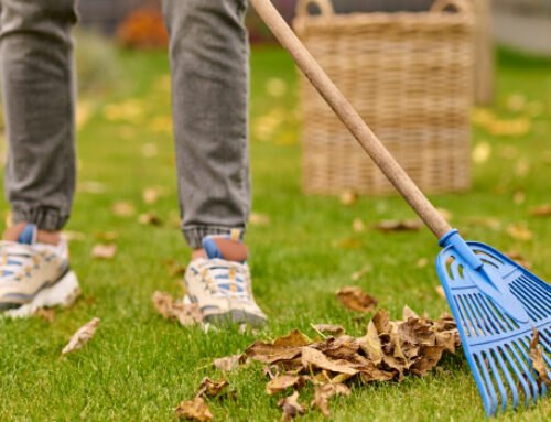 Cleaning Up Fall Lawns