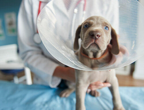 The Importance of Spaying or Neutering Your Pet